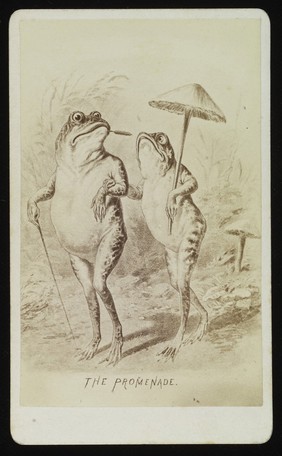 A male and female frog promenading. Photograph by J.P. Soule, ca. 1876, after a drawing.