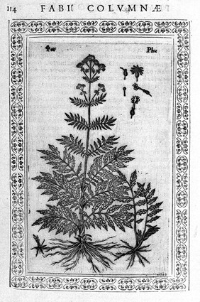 [Phytobasanos] sive plantarum aliqvot historia. In qva describvntvr diversi generis plantæ veriores, ac magis facie, viribúsque respondentes antiquorum Theophrasti, Diocoridis, Plinij, Galeni, aliorúmque delineationibus, ab alijs hucusque non animaduersæ / Fabio Colvmna avctore. Accessit etiam piscivm aliqvot, plantarúmque nouarum historia eodem auctore.