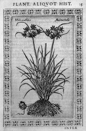 [Phytobasanos] sive plantarum aliqvot historia. In qva describvntvr diversi generis plantæ veriores, ac magis facie, viribúsque respondentes antiquorum Theophrasti, Diocoridis, Plinij, Galeni, aliorúmque delineationibus, ab alijs hucusque non animaduersæ / Fabio Colvmna avctore. Accessit etiam piscivm aliqvot, plantarúmque nouarum historia eodem auctore.