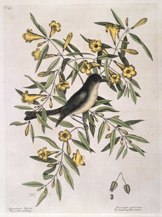 The natural history of Carolina, Florida and the Bahama Islands: containing the figures of birds, beasts, fishes, serpents, insects, and plants: particularly the forest-trees, shrubs, and other plants, not hitherto described, or very incorrectly figured by authors. Together with their descriptions in English and French. To which are added observations on the air, soil, and waters: with remarks upon agriculture, grain, pulse, roots, &c. To the whole, is prefixed a new and correct map of the countries treated of / By Mark Catesby ... Histoire naturelle de la Caroline, la Floride, & les Isles Bahama: contenant les desseins des oiseaux, animaux, poissons, serpents, insectes, & plantes. Et en particulier, des arbres des forets, arbrisseaux, & autres plantes, qui n'ont point été decrits, jusques à present par les auteurs, ou peu exactement dessinés. Avec leur descriptions en françois & en anglois. A quoi on a adjouté, des observations sur l'air, le sol, & les eaux, avec des remarques sur l'agriculture, les grains, les legumes, les racines, &c. Le tout est precedé d'une carte nouvelle & exacte des païs dont il s'agist.